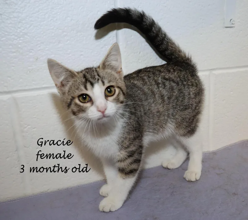 Gracie thumbnail 6