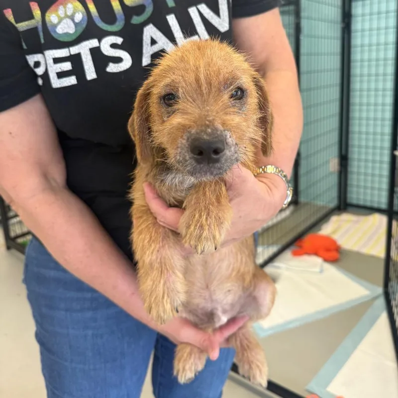 A baby small-sized male Yellow / Tan / Blond / Fawn Chihuahua dog named Mark for adoption in Houston, TX