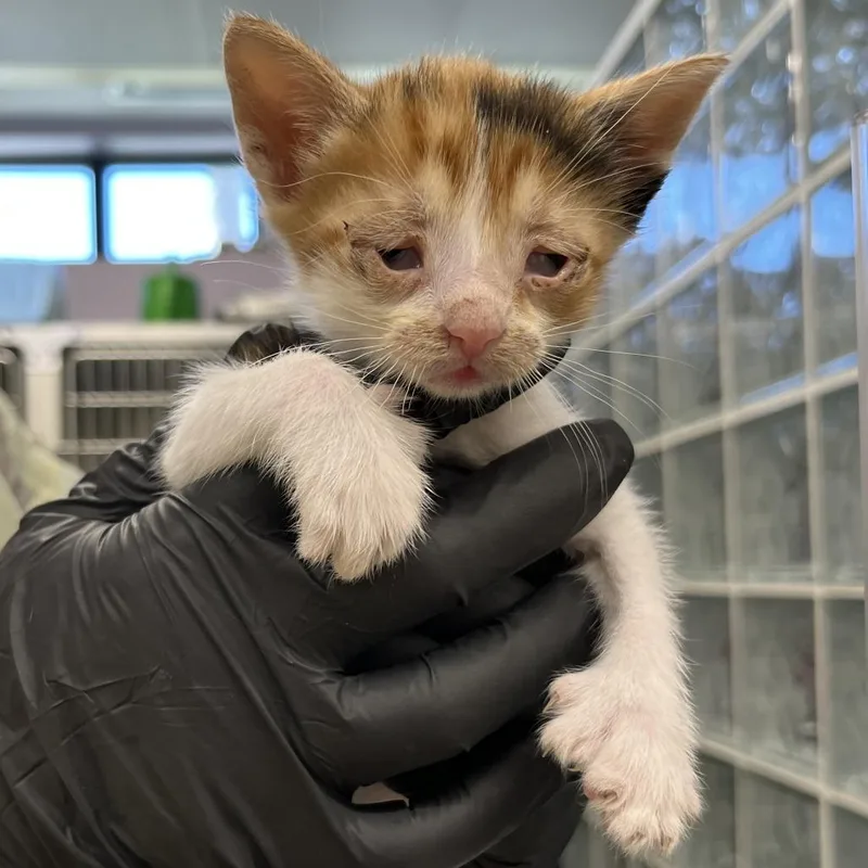 A baby small-sized female Gray / Blue / Silver Domestic Short Hair cat named Pomni for adoption in West Palm Beach, FL