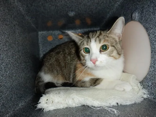 An adult medium-sized female Domestic Short Hair cat named Lavender for adoption in San Jose, CA