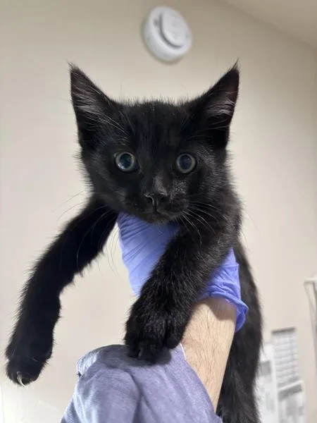 A baby small-sized male Domestic Short Hair cat named Lorcan for adoption in Sherwood, OR