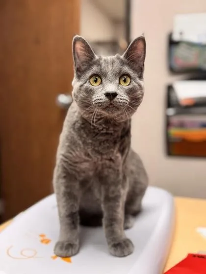 A baby small-sized female Domestic Short Hair cat named Vinnie for adoption in Visalia, CA