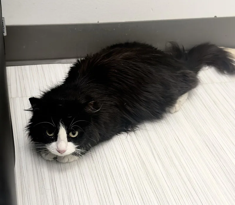 A young medium-sized female Domestic Short Hair cat named Eevee for adoption in Rockville, MD