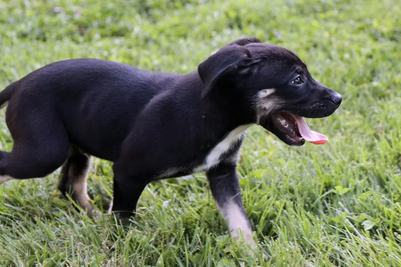 A baby large-sized male Australian Shepherd dog named Sheldon Cooper for adoption in Kansas City, MO