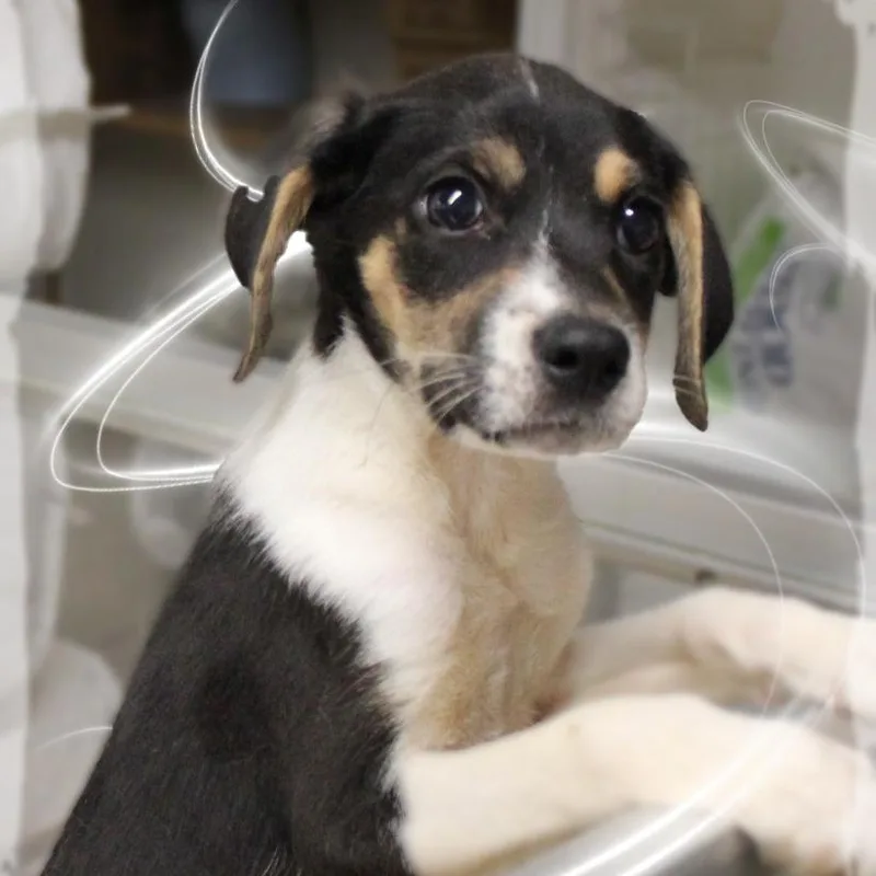A baby medium-sized female Tricolor (Brown, Black, & White) Mixed Breed dog named Luella for adoption in Amelia, OH