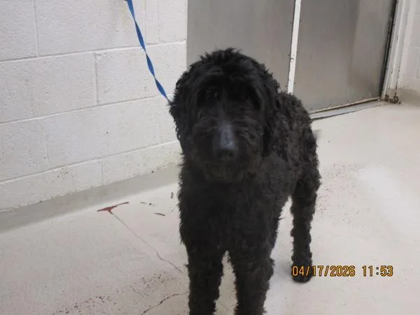 An adult medium-sized male Labradoodle dog named Oso for adoption in Marietta, GA