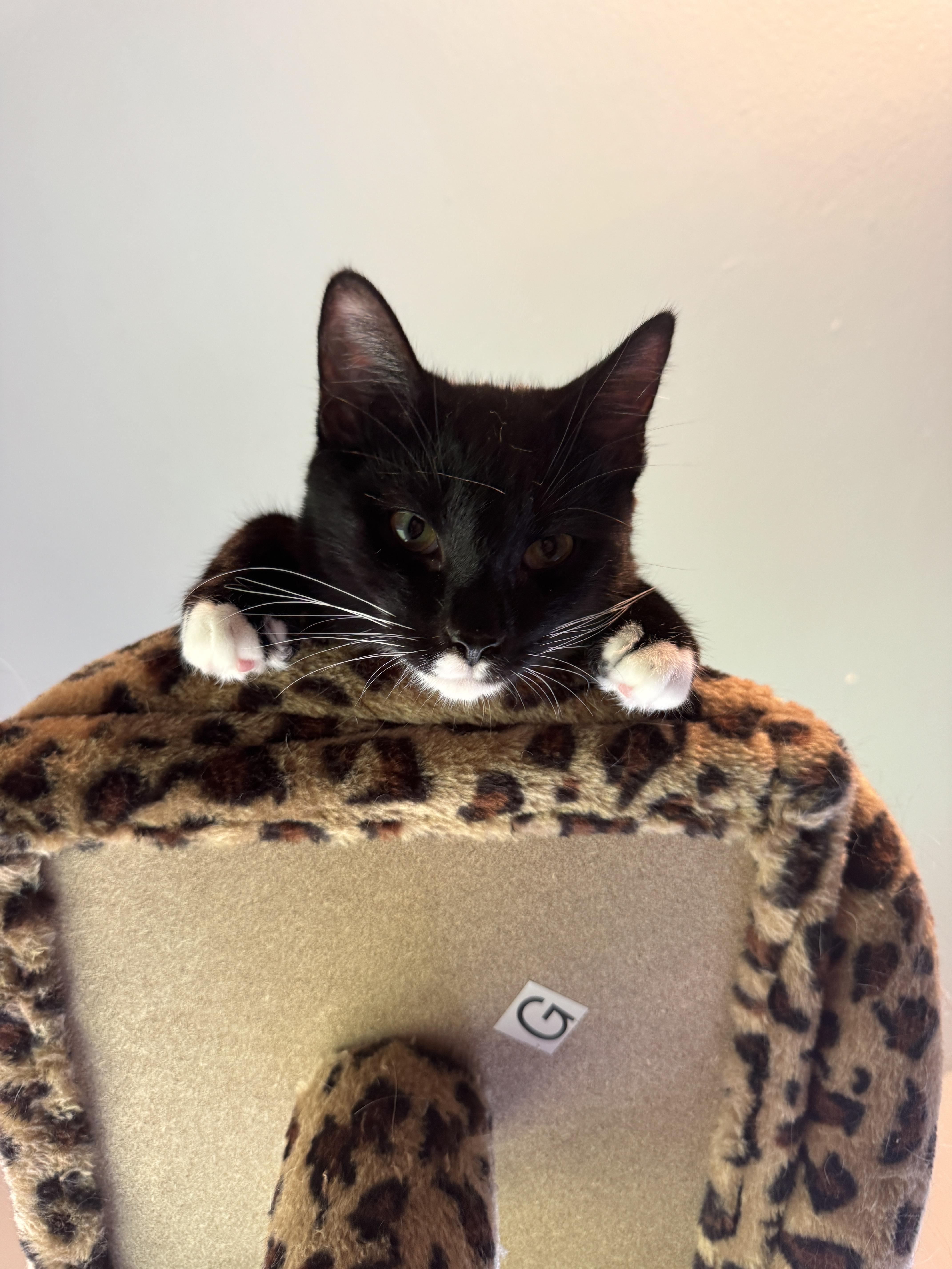 A young medium-sized male Domestic Short Hair cat named Pablo for adoption in Canton, OH