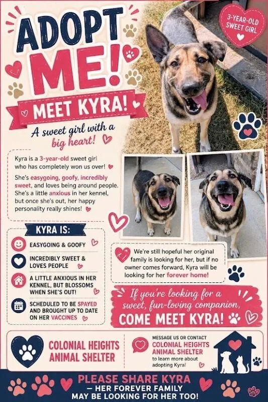 An adult large-sized female Yellow / Tan / Blond / Fawn Shepherd dog named Kyra for adoption in Colonial Heights, VA