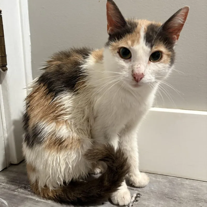 A young small-sized female Calico Domestic Short Hair cat named Jeanette for adoption in Johnstown, PA