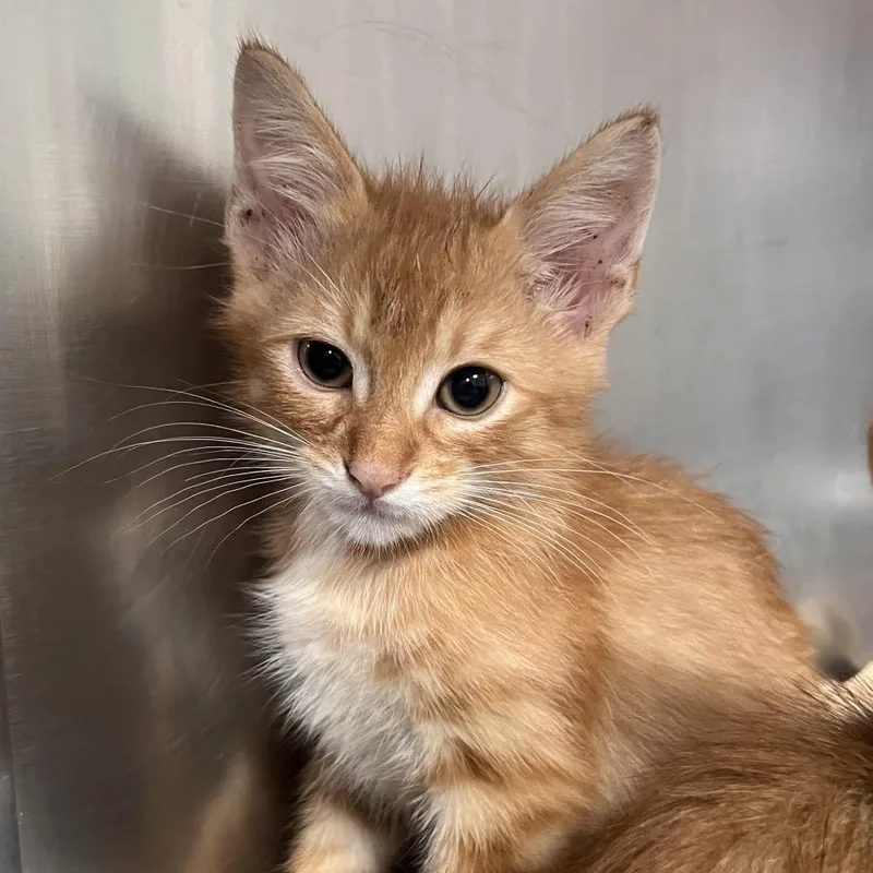 A baby small-sized male Orange / Red Domestic Short Hair cat named Fennel for adoption in Pensacola, FL