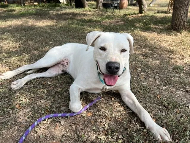 An adult large-sized male Dalmatian dog named Scooter for adoption in Blanco, TX