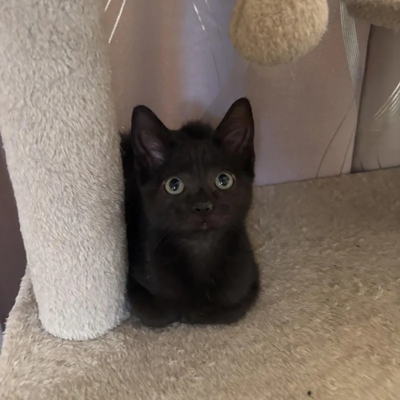 Nyx
