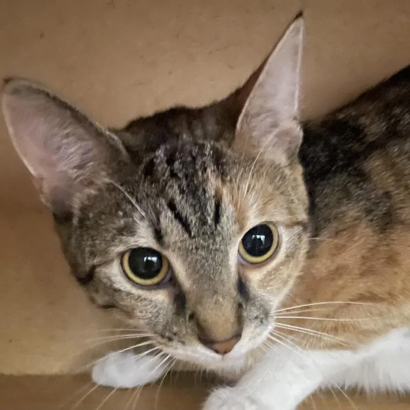 A young small-sized female Calico Domestic Short Hair cat named Luna for adoption in Marion, IL