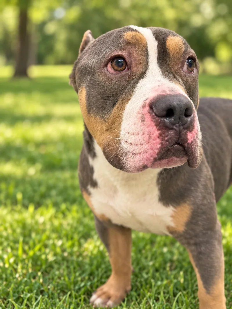 An adult medium-sized male American Bully dog named Rolo for adoption in Milford, CT