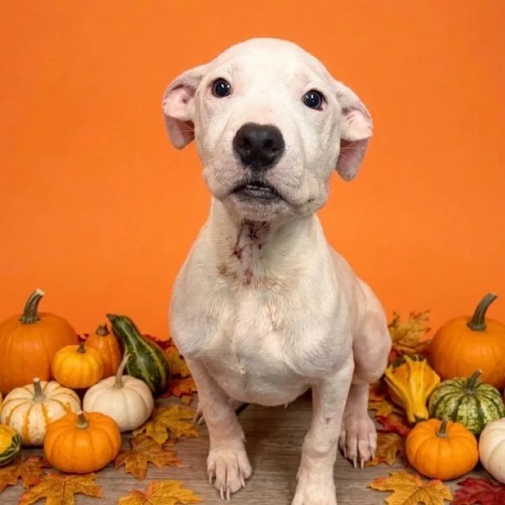 A baby medium-sized male White / Cream Pit Bull Terrier dog named Rumble for adoption in Richmond, VA