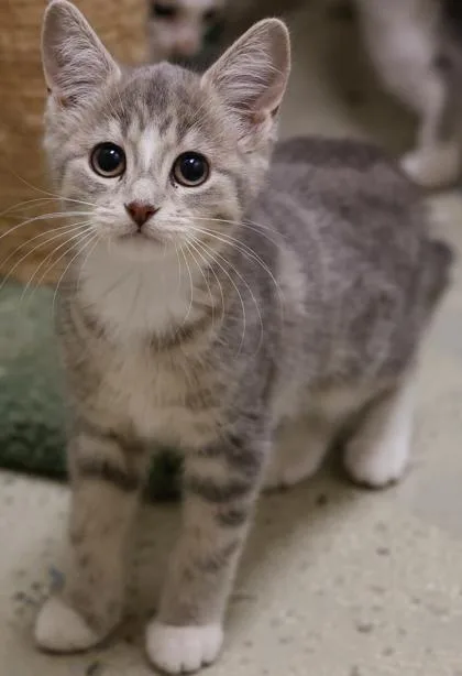 A baby medium-sized female Domestic Short Hair cat named Tala for adoption in Baraboo, WI
