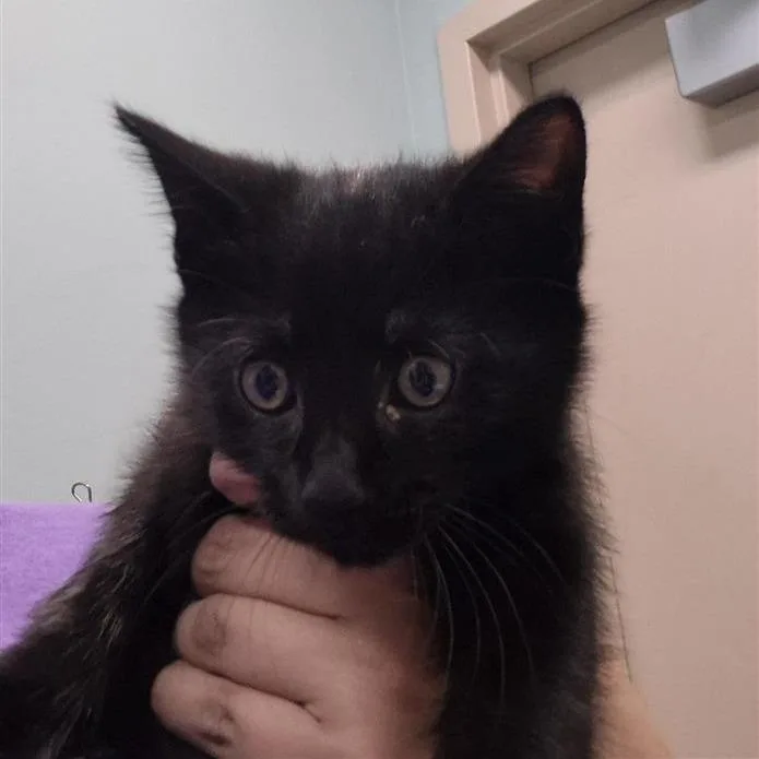 A baby small-sized male Black Domestic Short Hair cat named Sprite for adoption in Tacoma, WA