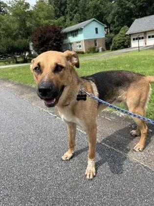 An adult large-sized male German Shepherd Dog dog named Scooby for adoption in Atlanta, GA