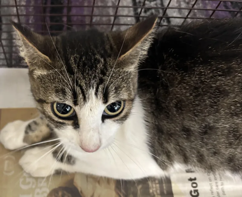 A young small-sized female Domestic Short Hair cat named Tammy for adoption in San Pedro, CA