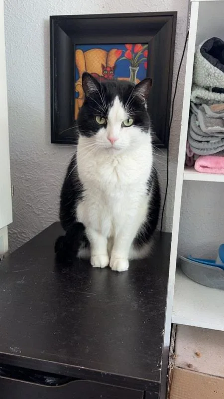 An adult medium-sized female Black & White / Tuxedo Domestic Short Hair cat named Lottie for adoption in Kalamazoo, MI