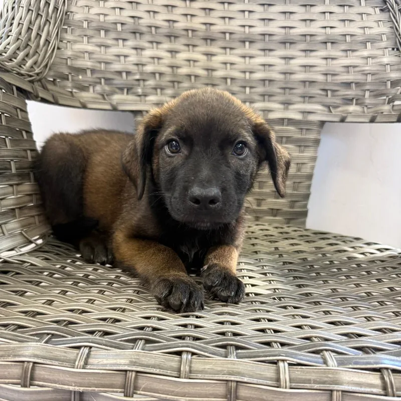 A baby medium-sized male Brindle Mixed Breed dog named Bobby for adoption in Ponca City, OK