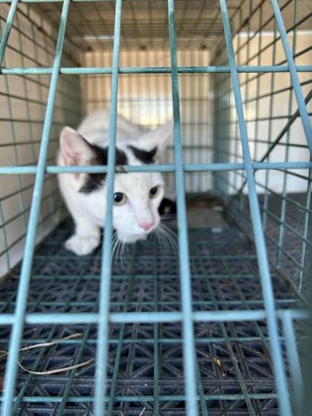 A young small-sized male Domestic Short Hair cat named Sammie for adoption in Virginia Beach, VA