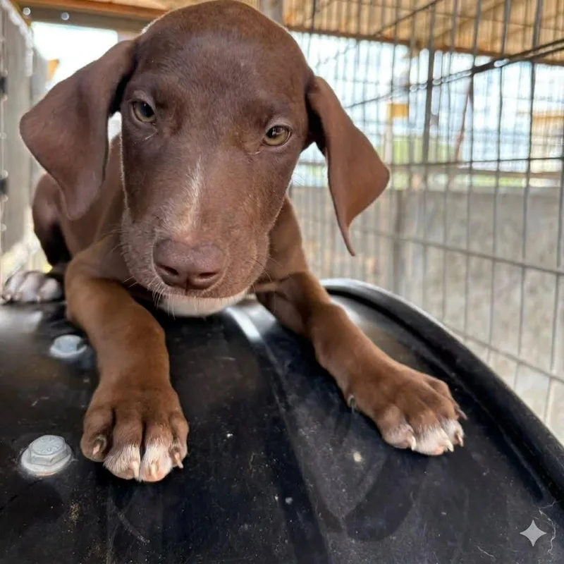 A baby small-sized female Brown / Chocolate Labrador Retriever dog named Cheesecake for adoption in Austin, TX