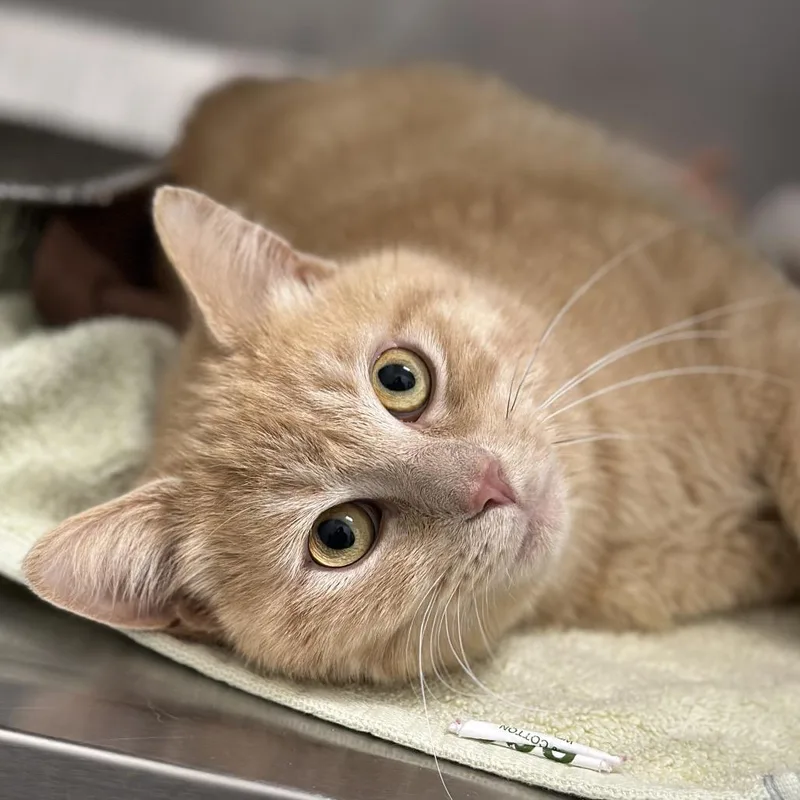 An adult medium-sized male Orange / Red Domestic Short Hair cat named Cauldron for adoption in Matteson, IL