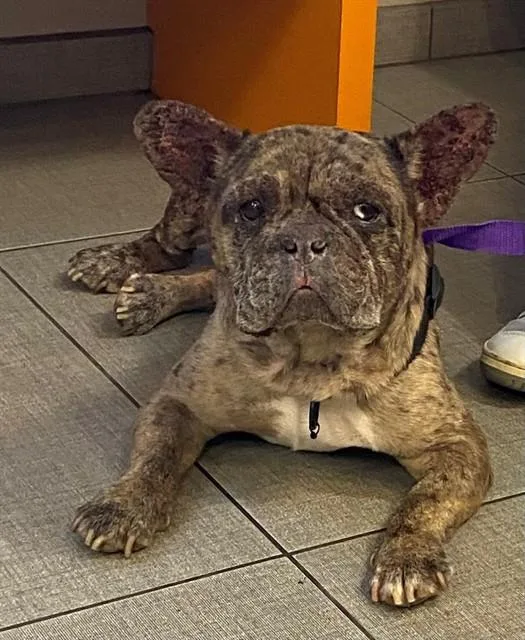 An adult small-sized male French Bulldog dog named Unknown for adoption in Rancho Cucamonga, CA