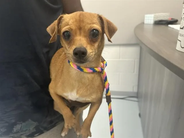 A young small-sized female Chihuahua dog named Muppet for adoption in Ocala, FL