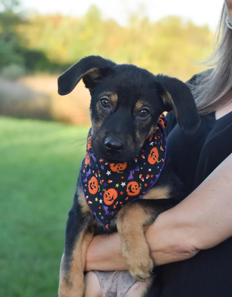 A baby medium-sized male Shepherd dog named Patrick for adoption in West Grove, PA