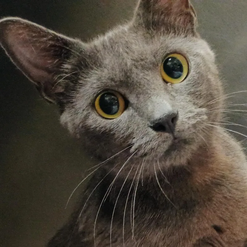 An adult medium-sized female Domestic Short Hair cat named Macy for adoption in Palestine, TX