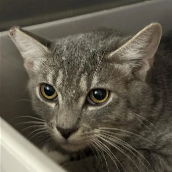 A baby medium-sized male Domestic Medium Hair cat named Sparrow for adoption in Reno, NV