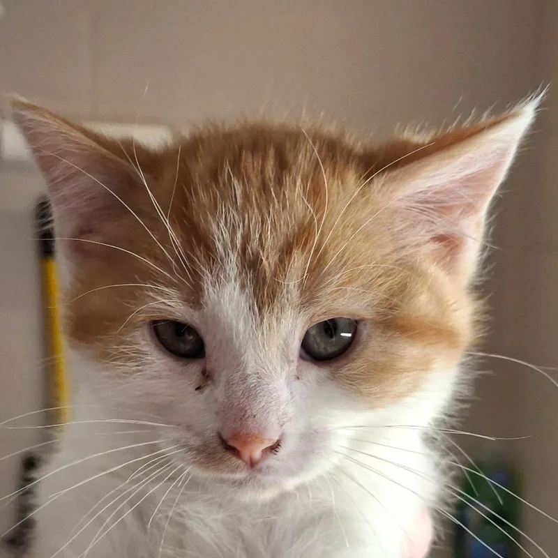 A baby small-sized male Orange / Red Domestic Short Hair cat named Aladdin for adoption in Zanesville, OH