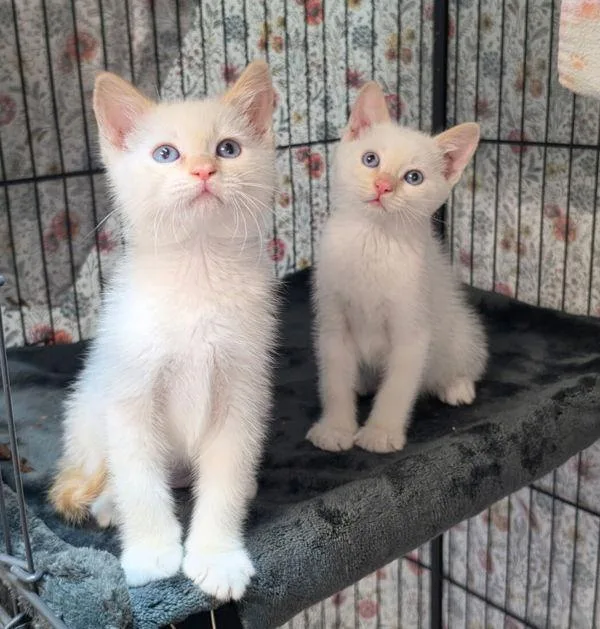 A baby small-sized female Domestic Short Hair cat named Hedwig for adoption in Novato, CA