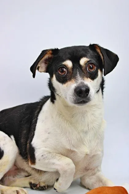 An adult small-sized male Chihuahua dog named Juni for adoption in Morton Grove, IL