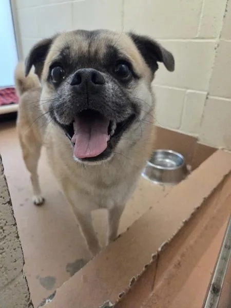 An adult medium-sized male Pug dog named Ronaldo for adoption in Kennewick, WA