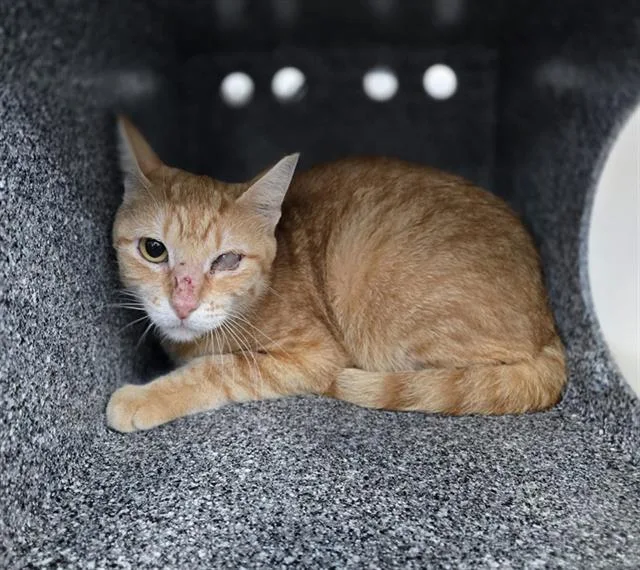 An adult medium-sized female Domestic Short Hair cat named Molly for adoption in Dallas, TX