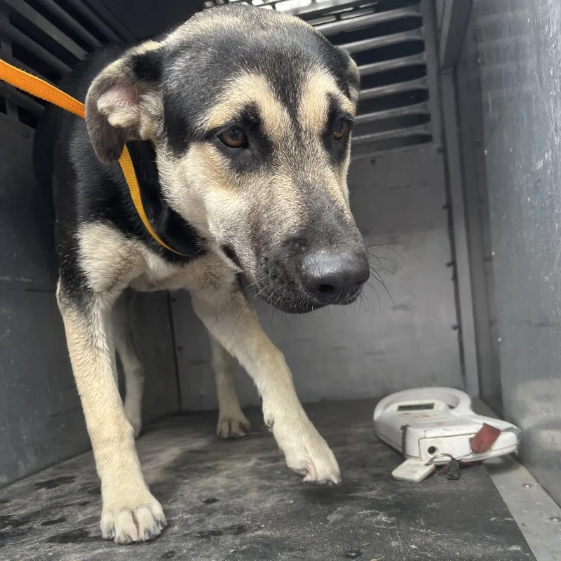 A young medium-sized male Black Shepherd dog named Cruz for adoption in Edinburg, TX