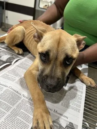 An adult small-sized female Mixed Breed dog named Lunah for adoption in Atlanta, GA