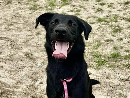 An adult large-sized male Black Mixed Breed dog named Blackjack for adoption in Georgetown, TX