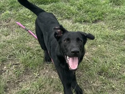 Blackjack thumbnail 2