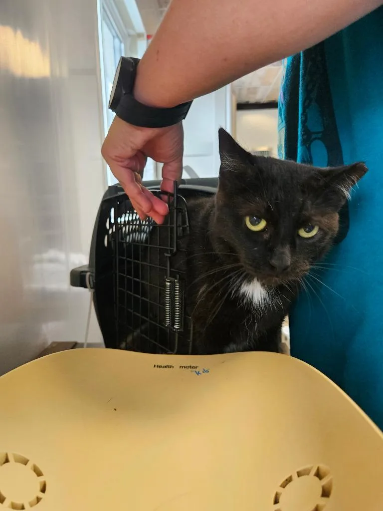 An adult small-sized female Domestic Short Hair cat named Tipper for adoption in Barron, WI