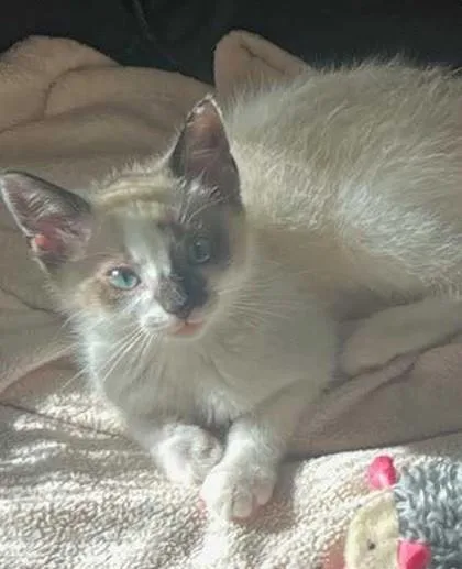 A baby small-sized female Domestic Short Hair cat named Violet for adoption in Ringoes, NJ