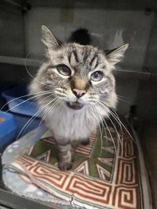 A senior medium-sized male Tabby (Gray / Blue / Silver) Siamese cat named Rocky for adoption in Lakeside, AZ