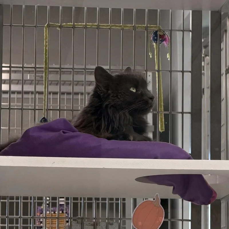 A senior medium-sized female Domestic Long Hair cat named Chloe Bear for adoption in Amsterdam, NY