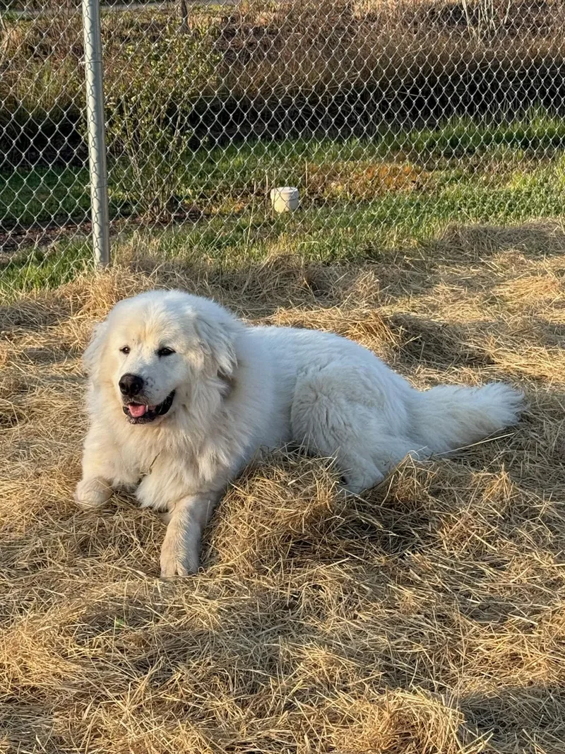 An adult extra large-sized male White / Cream Great Pyrenees dog named Thor for adoption in Manassas, VA