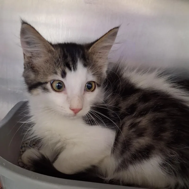 A baby small-sized male Domestic Medium Hair cat named Checkers for adoption in Auburn, AL