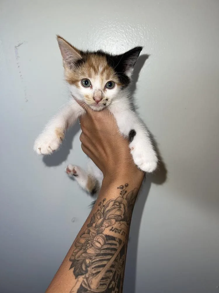 A baby small-sized female Domestic Medium Hair cat named Elsa for adoption in Salisbury, NC