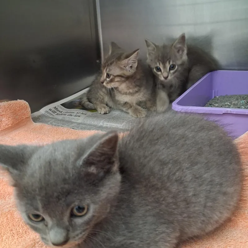 A baby small-sized female Gray / Blue / Silver Domestic Short Hair cat named Sonnet for adoption in Auburn, AL